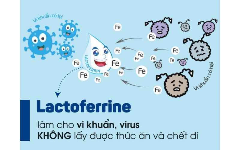 Lactoferrin là thuốc hay thực phẩm bổ sung?